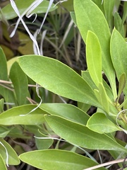 Globularia amygdalifolia