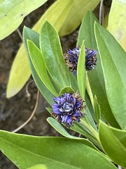 Globularia amygdalifolia