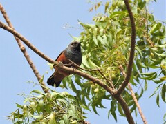 Lamprotornis pulcher