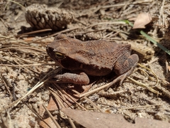 Rhinella crucifer