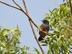 Lamprotornis pulcher