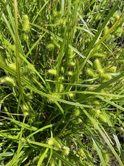 Carex lurida