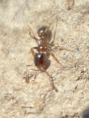 Pheidole bicarinata