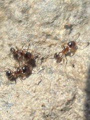 Pheidole bicarinata
