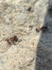 Pheidole bicarinata