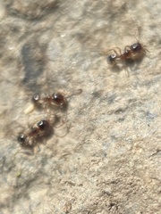 Pheidole bicarinata