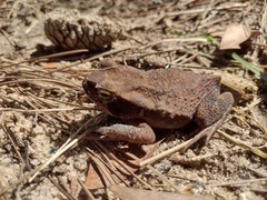 Rhinella crucifer