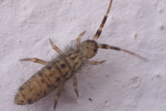 Orchesella villosa