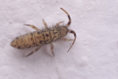 Orchesella villosa