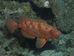 Priacanthus blochii