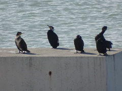 Phalacrocorax carbo