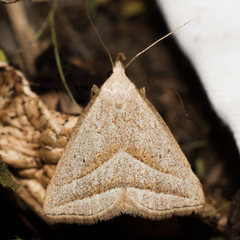 Macrochilo absorptalis