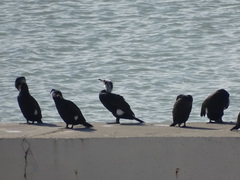 Phalacrocorax carbo