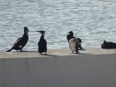 Phalacrocorax carbo
