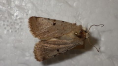 Chersotis margaritacea