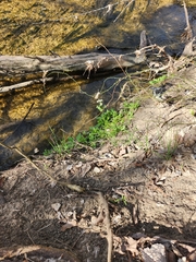 Erigeron philadelphicus