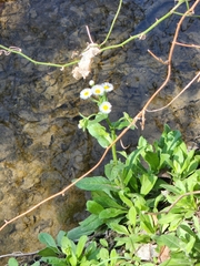 Erigeron philadelphicus