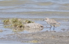 Charadrius alticola