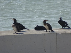 Phalacrocorax carbo