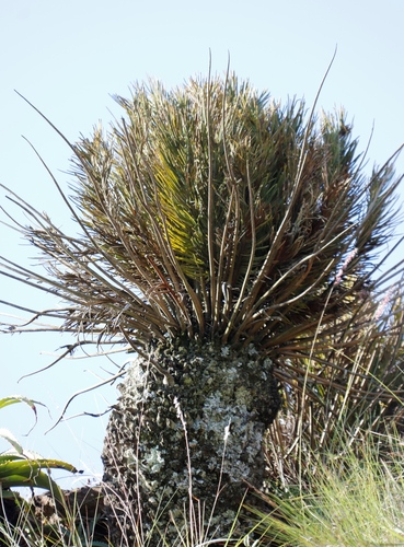 Image of Encephalartos ghellinckii by (c) Tony Rebelo, some rights reserved (CC BY-SA)