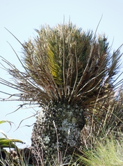 Encephalartos ghellinckii