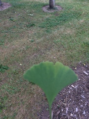 Ginkgoopsida