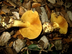 Calonarius splendificus