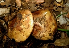 Calonarius splendificus