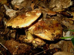 Calonarius splendificus