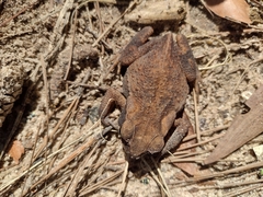 Rhinella crucifer