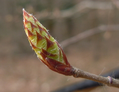 Carpinus betulus