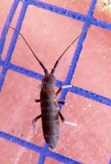 Pogonognathellus longicornis