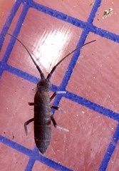 Pogonognathellus longicornis