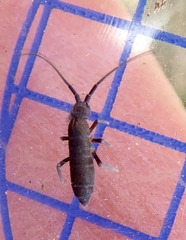 Pogonognathellus longicornis