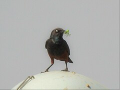 Lamprotornis pulcher