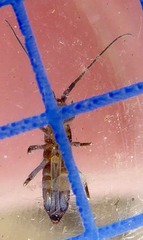 Pogonognathellus longicornis