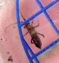 Pogonognathellus longicornis