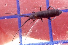 Pogonognathellus longicornis