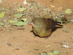 Lagonosticta senegala