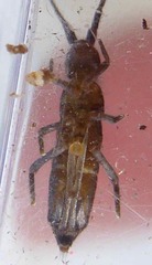 Pogonognathellus longicornis