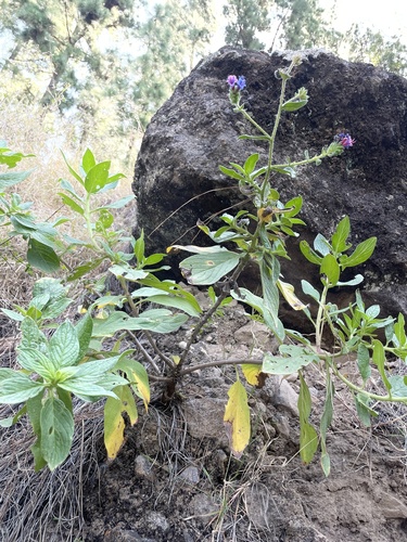 Echium stenosiphon image