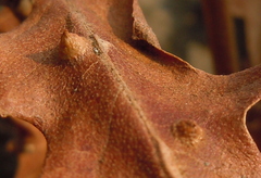 Janetia cerris