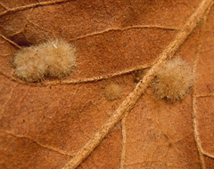 Janetia cerris