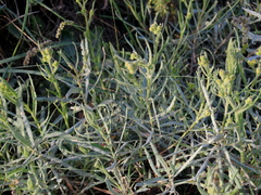 Senecio heterotrichius
