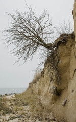 Pyrus communis pyraster