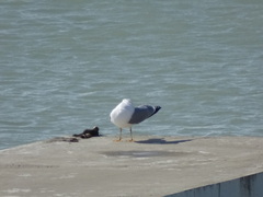 Larus michahellis