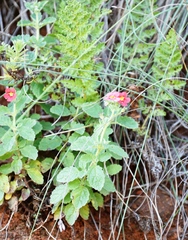 Jamesbrittenia breviflora