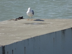 Larus michahellis