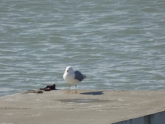 Larus michahellis