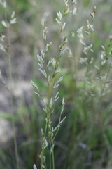 Festuca hallii